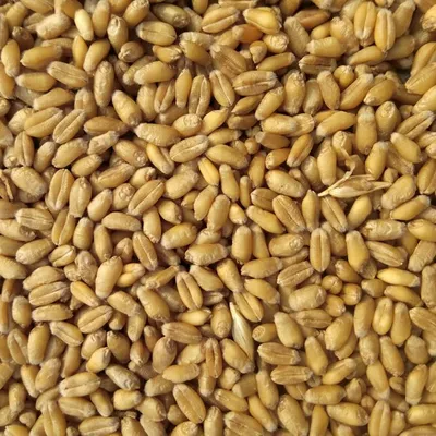 Chakki Fresh Whole Wheat Atta